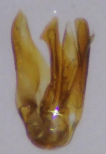 Dorcatoma setosella